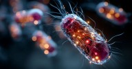 La OMS alerta sobre el aumento global de bacterias resistentes a los antibióticos