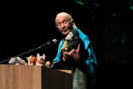 Murió Jane Goodall, pionera de la primatología