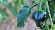 The Most Expensive Chile In Mexico Comes From One Small Region