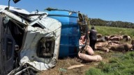 Caos y saqueo en una ruta tras el vuelco de un camión con cerdos
