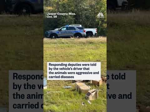 A truck transporting monkeys from Tulane University crashed in Mississippi