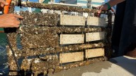 USF studies environmental impact of Tampa Bay pollutants