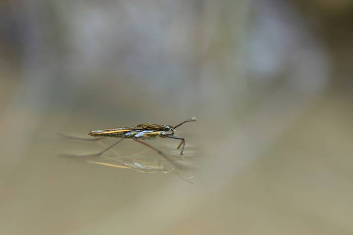Panorama del dengue en Querétaro: cerca de 100 casos confirmados