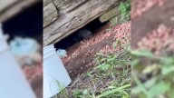 Arkansas Rescuers Shocked To Learn Dog Living In Deserted House Was Guarding A Secret