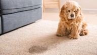 Easily Clean Urine Stains From Pets With A Popular Kitchen Essential