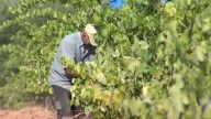 La Junta inicia el pago del anticipo de la PAC a miles de agricultores y ganaderos extremeños