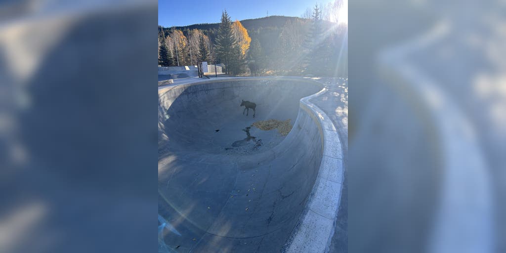 VIDEO: Baby moose rescued from bottom of Colorado skate park bowl