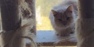 Nearly two dozen cats removed from deplorable conditions after owner dies