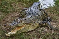 Woman's Half-Eaten Body Found After Being Dragged into River by Crocodile
