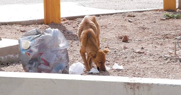 Incrementan mordeduras de perros en Nogales; aplicarán la Ley de Protección Animal