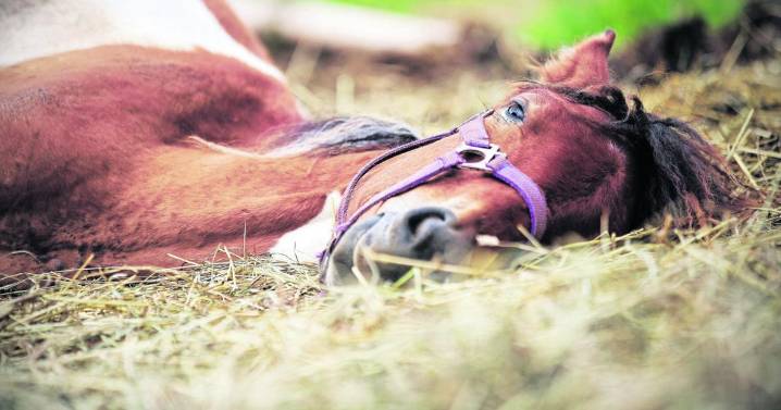 Colic: The Most Dreaded Illness in the Horse World