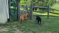 New York Woman Investigates Her Dog’s Barking And Finds An Unexpected Visitor In The Yard