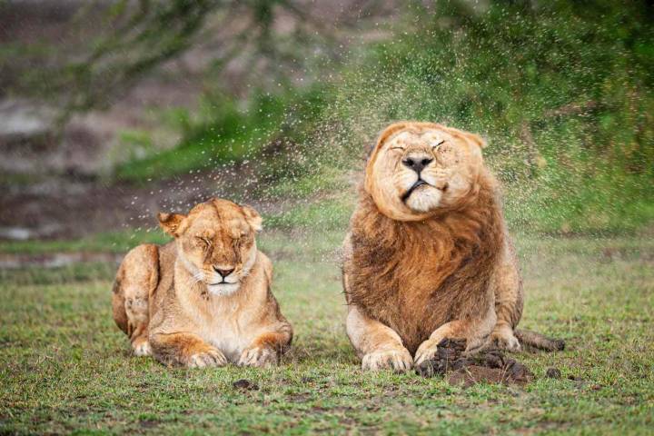 See the Funniest Finalists from the 2025 Nikon Comedy Wildlife Awards