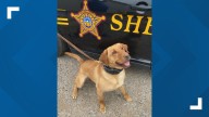 Prosecutor: Muskingum County deputy charged after K-9 dies from overheating in his car