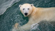 Como Zoo welcomes new polar bear as part of breeding program