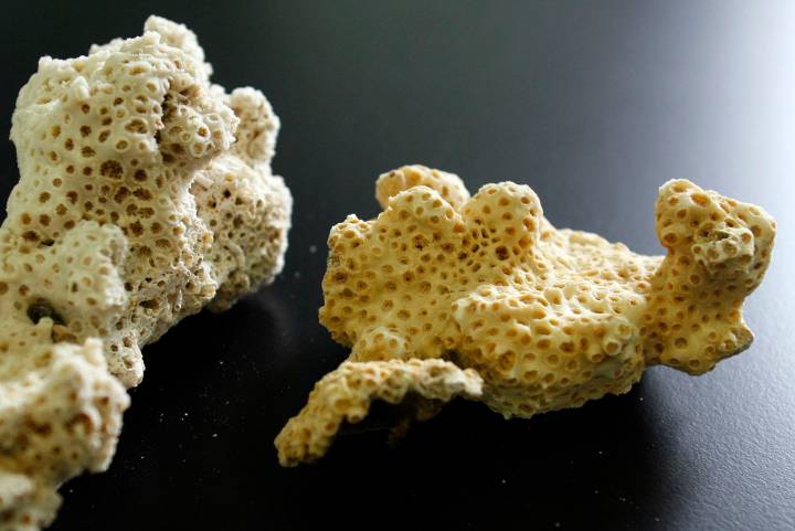 Un coral mediterráneo resiste a las subidas de temperatura del agua marina gracias a una dieta flexible