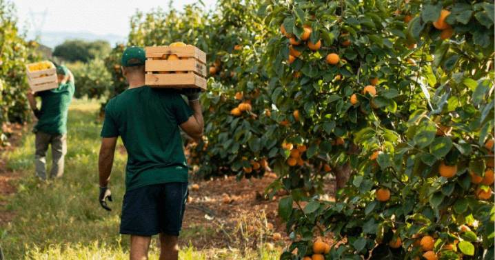 La fruta «más saludable del mundo» que sólo se produce en Valencia
