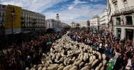 1.300 ovejas y cabras cruzan por el corazón de Madrid: en municipio de Caldas hay desfile similar en noviembre