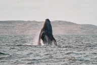Southern right whales awe admirers in Patagonia after coming back from brink of extinction