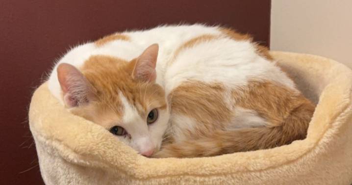 Kaukauna police apologize for cat incident, pledge to do better