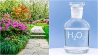 Regar las plantas con agua oxigenada: para qué sirve y por qué recomiendan hacerlo