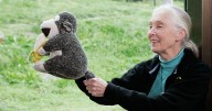 El poder de la esperanza, las frases más conmovedoras de la doctora Jane Goodall