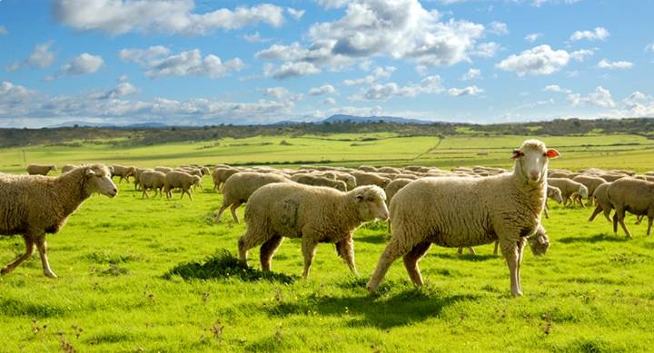 Los ganaderos y agricultores podrán cobrar por anticipado el 70 % de las ayudas de la PAC