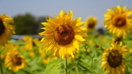 The Perfect Time To Divide Sunflowers For Full, Gorgeous Blooms