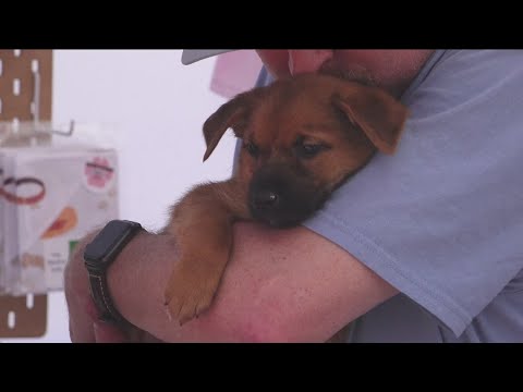 Adoptions at Chula Vista Animal Shelter are free all October to combat overcapacity issues