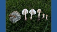 Here's which mushrooms to avoid in Arizona