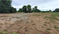 Soybean farmers in Nirmal, Adilabad count losses as rains damage crop