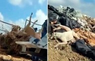 Indigna trato a perros muertos en Piedras Negras