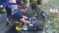 Residents, dog, safely evacuated after Fort Lauderdale apartment complex catches fire