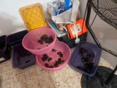 Vinculan a proceso a tres presuntos traficantes de especies marinas protegidas