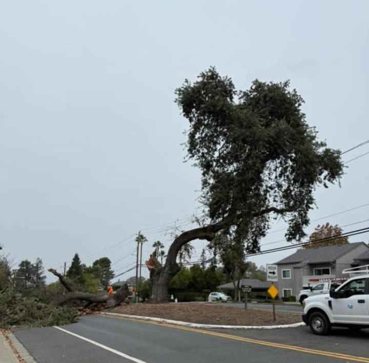 The Martinez Hospice Tree Of Lights Has Fallen