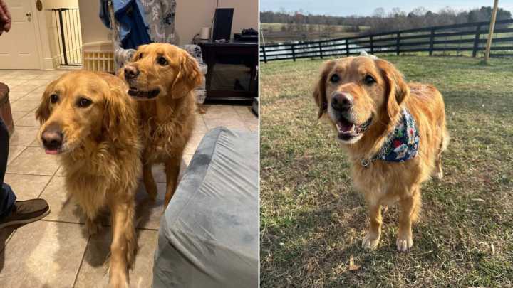 Virginia Couple Aims To Adopt A Golden Retriever But Realizes His Brother Is Part Of The Package