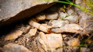 This Is The Most Snake-Filled National Park In The U.S.