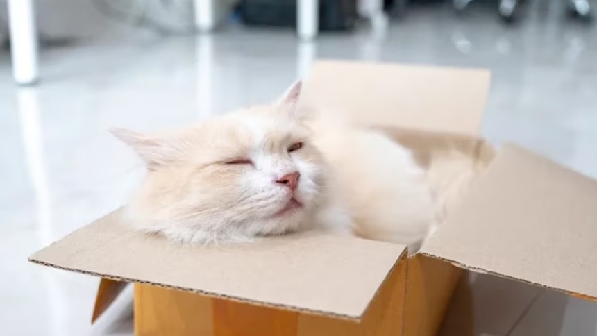 Estas son 8 señales de que tu gato tiene pulgas, según especialistas