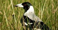 Study uncovers bird-litter interactions