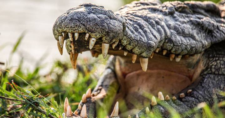 Real-life crocodile spotted lurking in Derbyshire canal – sparking frenzied police hunt