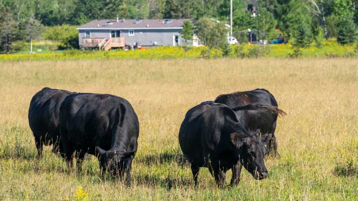 Don't expect beef prices to get any cheaper in Wisconsin, cattle farmers say