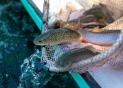 Smaller trout can now be taken on 3 U.P. lakes, daily catch limits increased