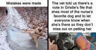 If The World Feels Like A Miserable Place Right Now, These 43 Dog Memes Might Help You Heal