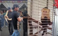 Capturan en el Zócalo un mono, un caimán y una serpiente en transporte ilegal