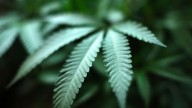 Study: THC found in more than 40% of deceased drivers in Ohio county crashes
