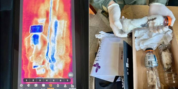 Enviaron tres lagartos africanos por encomienda desde Retiro a Chubut y los encontró Gendarmería