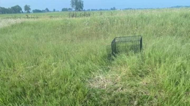 Missouri Woman Sees A Crate In A Field And Finds A Dog Barely Holding On