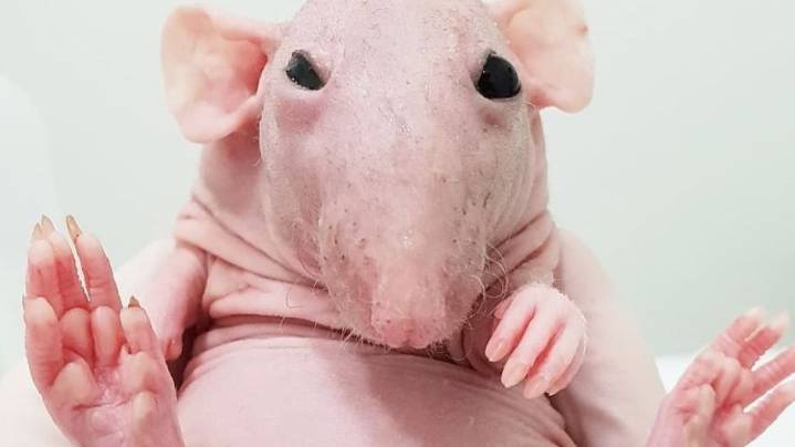 El ADN de las ratas calvas revela un mecanismo genético que podría prolongar la vida humana