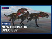 Researchers Discover Potential New Dinosaur Species In 67 Million-Year