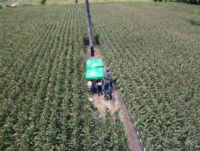 PRECISAGRO lanza en Colombia dos híbridos de maíz convencional con alto potencial de rendimiento